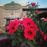 tavernaPaliomuhtaros6